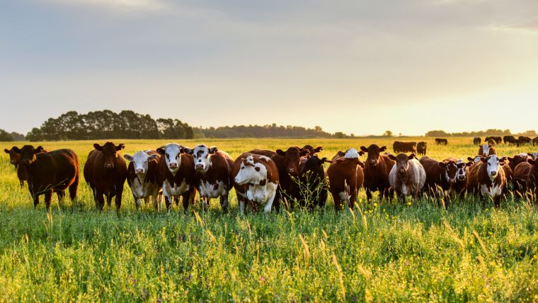 Tropilla de vacas mirando de frente en un campo al atardecer